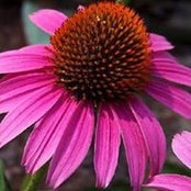 Grace Lee's photo