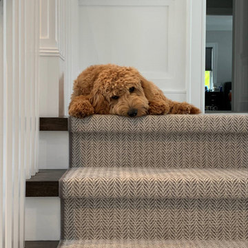 A Dog’s Life? – Sign Us Up!