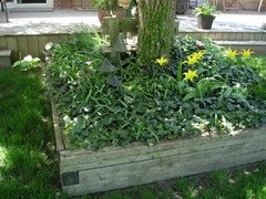 Image of Hostas and English ivy