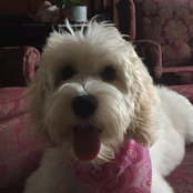 Dixie Pup's photo