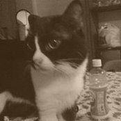 Foto de Nash Ulao
