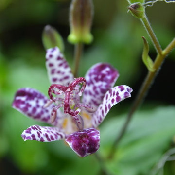 Plants & Miscellaneous Garden life