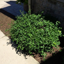 Bushes and Shrubs - Products