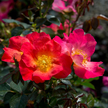 Fruit Punch™ Rose Rosa hybrid PPAF