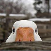Billiejo Arnold's photo