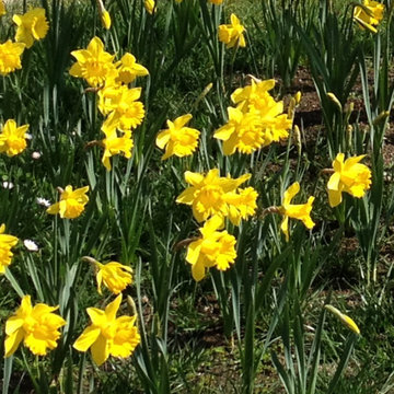 Narcisi in fiore naturalizzati nel prato