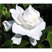 Robin Brunner's photo