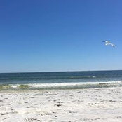 Dorothy Fedele's photo