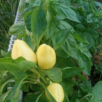 2024 Home Gardening