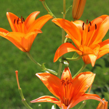 Gardens
