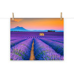 Pi Photography Wall Art and Fine Art - Blooming Lavender Field and Sunset Landscape Photo Unframed Wall Art Prints, 16" X 20" - Blooming Lavender Field and Sunset - Rural / Country Style Landscape / Nature Loose / Unframed Wall Art Print - Artwork