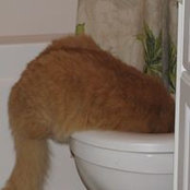 Kari Kerchner O'Neal's photo