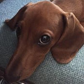 Giuseppe Frigiola's photo