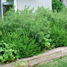 mixed hedge