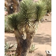 Plants for the Desert