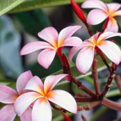 Francesca dida's photo