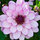 shell_jeffrey