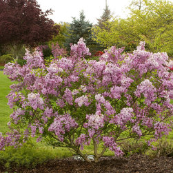 Lilac Sunday Lilac - Plants