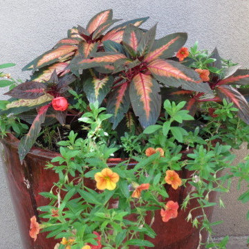 Flower Pots