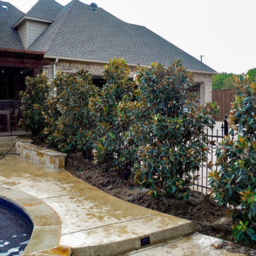 Evergreen Trees & Shrubs