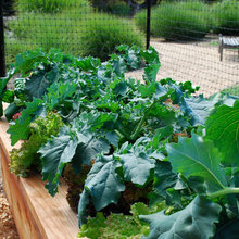 Garden Ideas