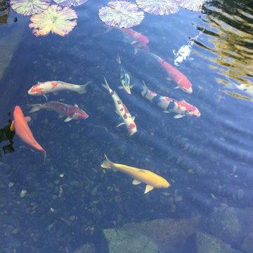 Custom Pond Project in Knoxville Tennessee