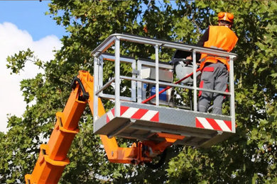 Tree Service, Stump Grinding