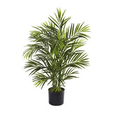 House Plants