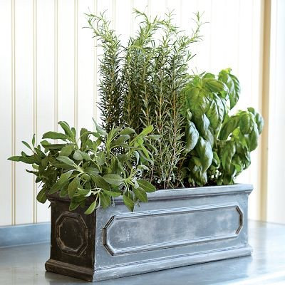 Traditional Outdoor Pots And Planters by Williams-Sonoma