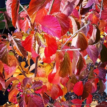 Plant Ideas & Colorful Combinations