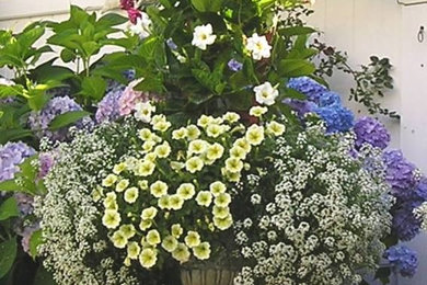 Window Boxes/ Container Gardens