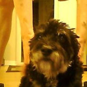 Scruffy Bells foto