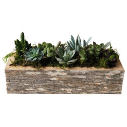 Rustic Indoor Pots And Planters by Alibi Interiors