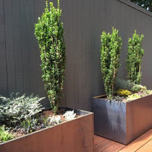 Privacy plants