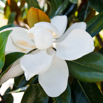 Evergreen Trees & Shrubs