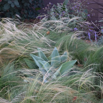 Lose the Lawn in Piedmont California