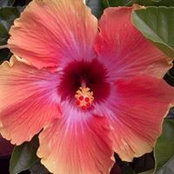 Cheryl Tuggle's photo