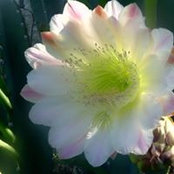 Kasia Krallinger's photo