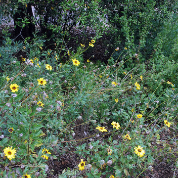 Encelia californica