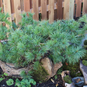 Native White pine with moss and Fern
