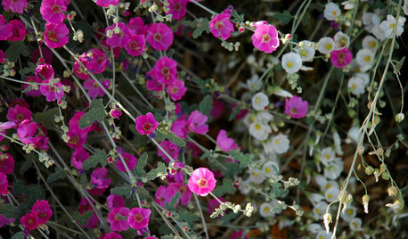 Great Design Plant: Globe Mallow