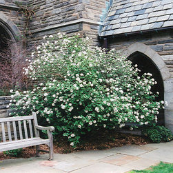 Stunning Plant Material - Products