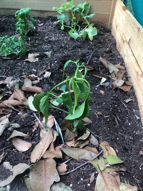 pepper plants wilting but not dying
