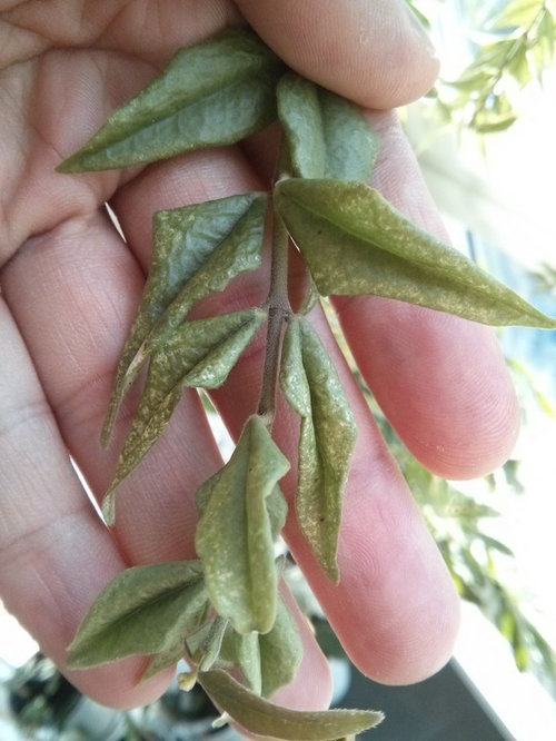 My Hoya Bella's leaves are getting white dots, any solution?