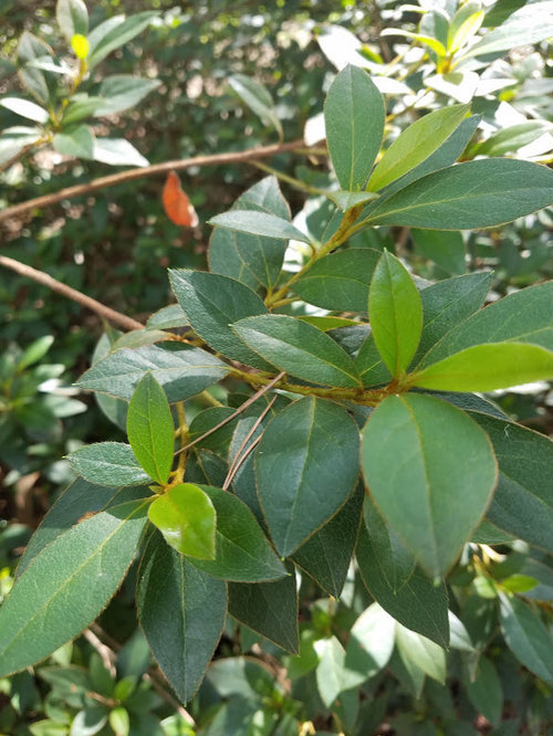 Please help me identify a plant in my yard.