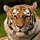 Ty Voliter
