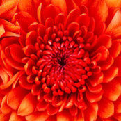 Sara Dewan's photo