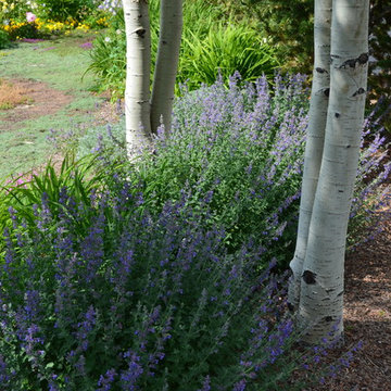 Design - Build Mountain Ranch Landscape in Summit County, CO