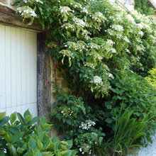 ground cover plants