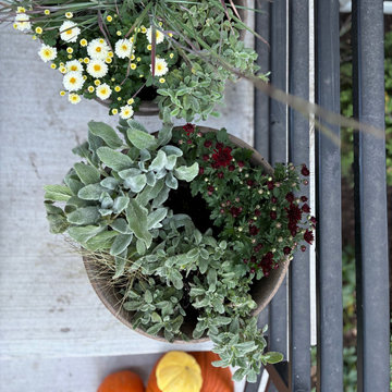 Transitional Urban Garden Design